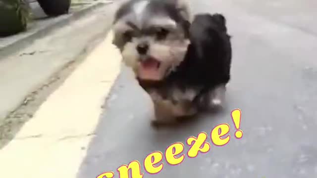 Funny viral cute dog Pomeranian sneeze video🤣 | #shorts