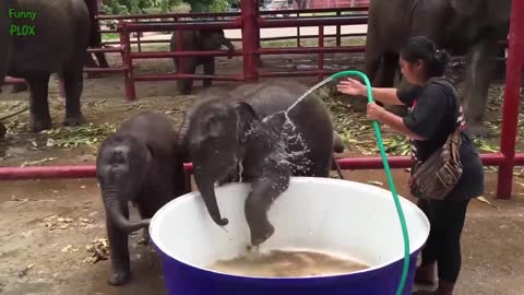 Most Funny and Cute Baby Elephant Videos Compilation