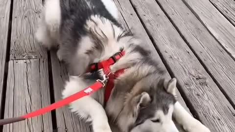 Everytime he sees another dog