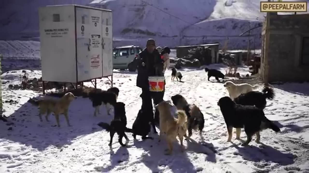 Duniya ka sabsa ucha dog feeding