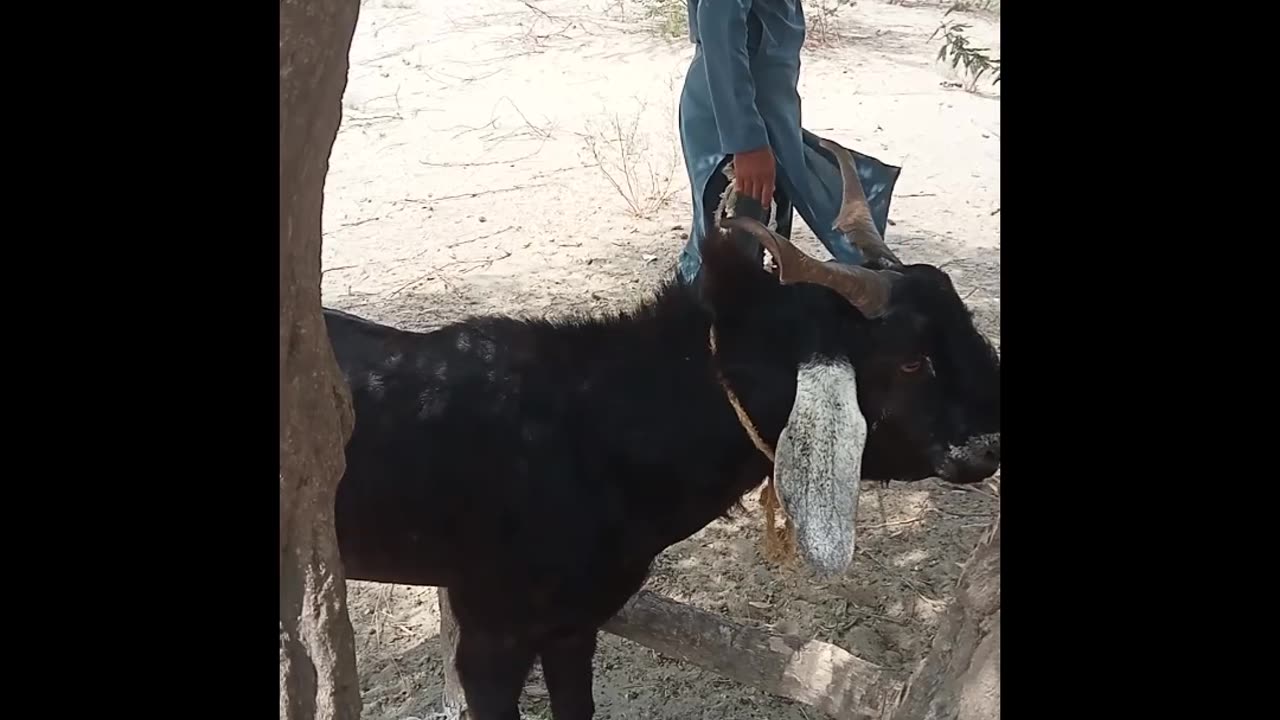 Qurbani ka bakra qurban hony ki lay tayar