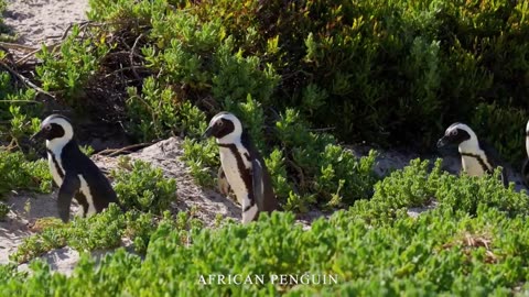 AMAZING BIRDS Beautiful birds inhabit all terrestrial on the planet earth.