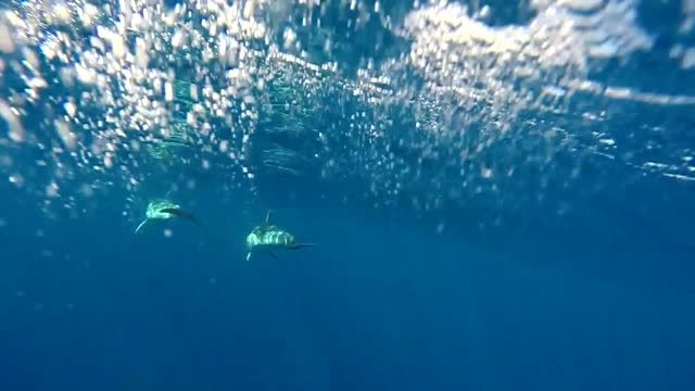 Dolphins Swimming in Open Ocean