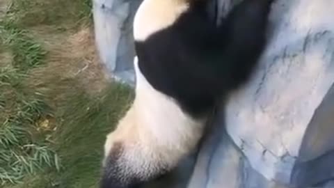 giant pandas