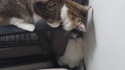 Don't look for me
