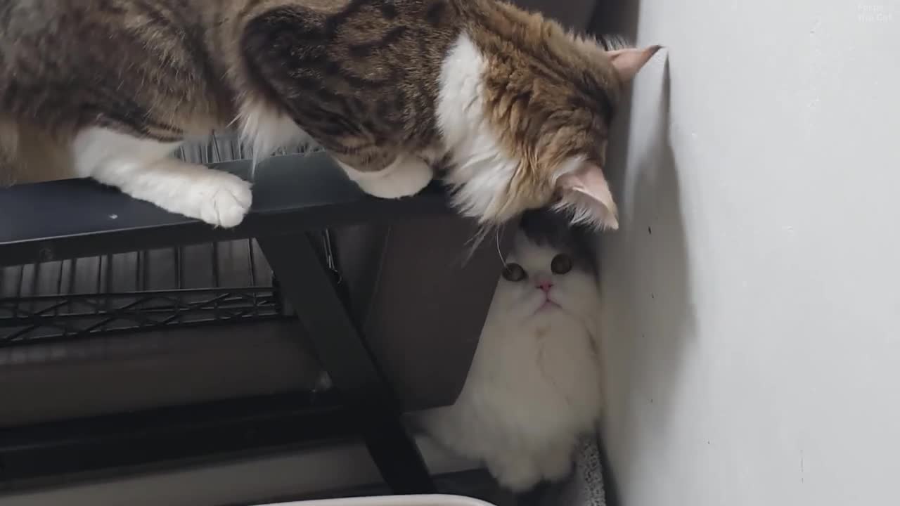 Don't look for me