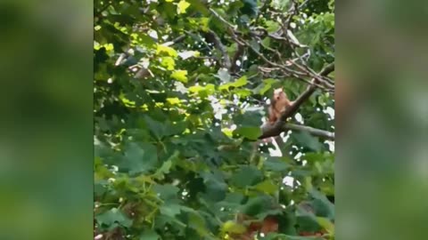 Squirrels fighting for mating rights 🤣🤣