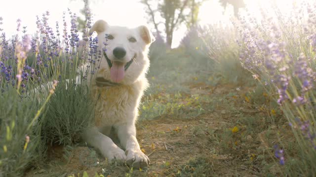 Dog photoshoots free stoks