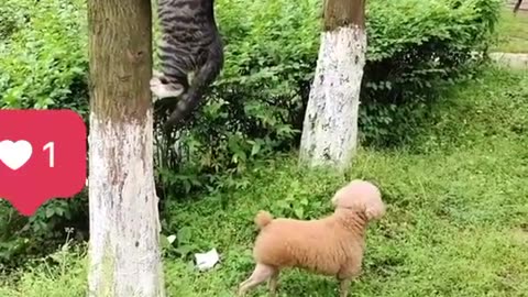 Fanny cat play ▶️ game with 🐕 😂 😆