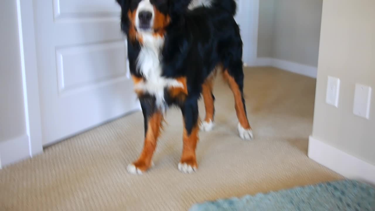 Bernese Mountain Dog goes nuts for vacuum cleaner