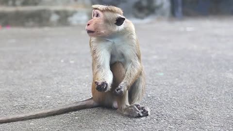 Monkey Saves Tiny Puppy From Stray Dogs And Even Lets Him Eat First