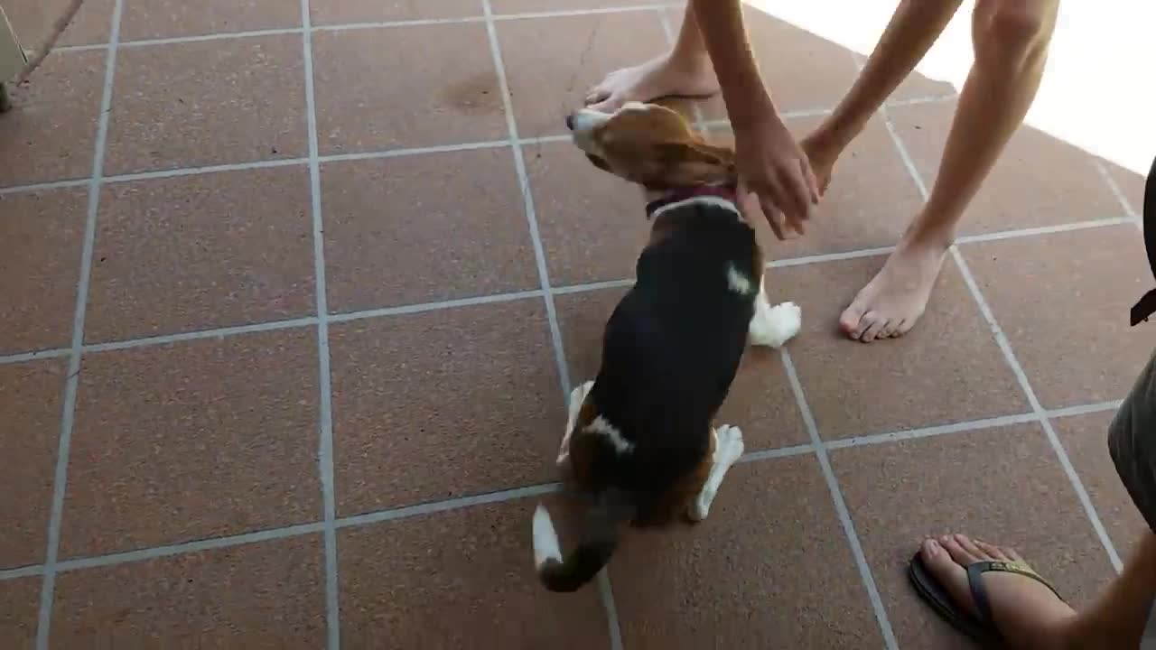 Puppy See's Owners After 3 Weeks (Goes Crazy!)