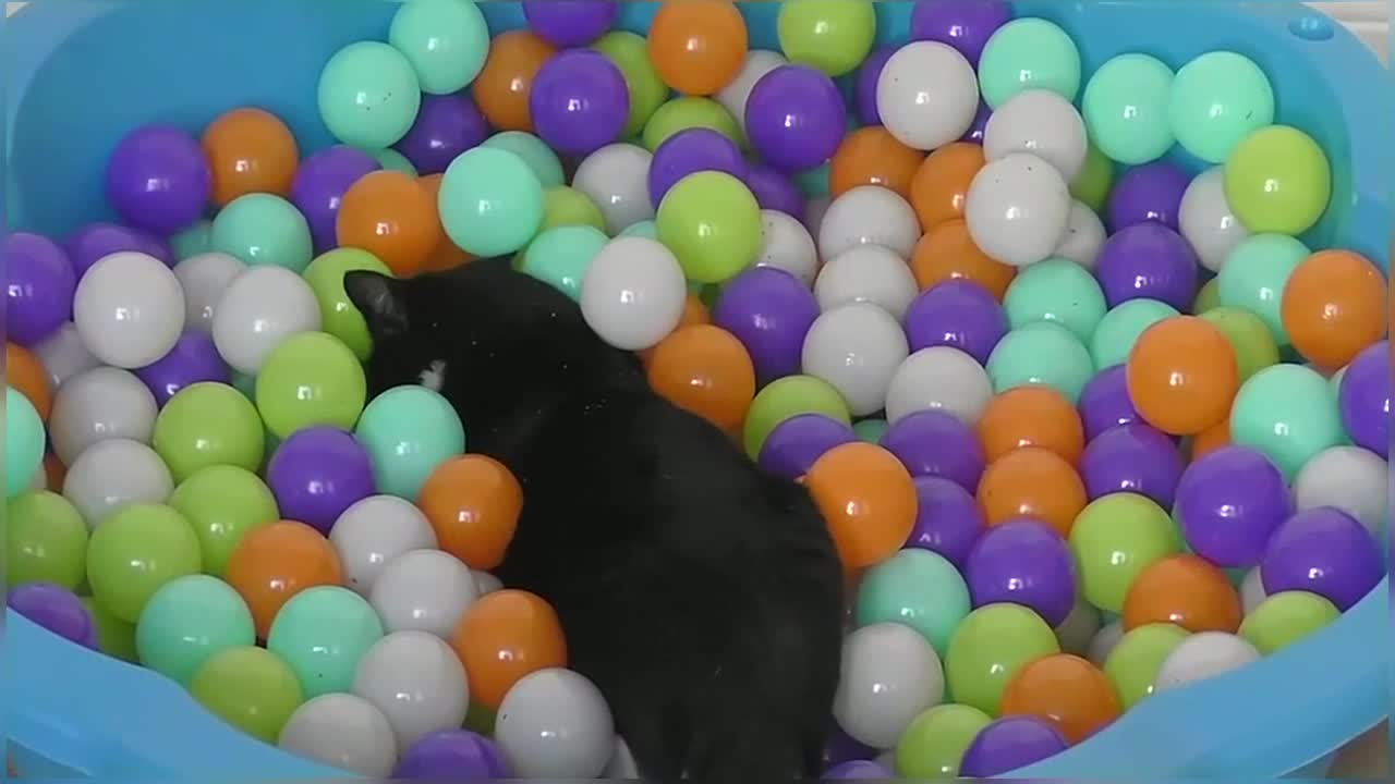 Happy National Cat Day! Cat plays in Ball Pit for the first time