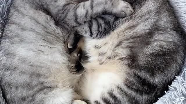 Sleeping gray cat