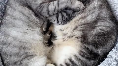 Sleeping gray cat