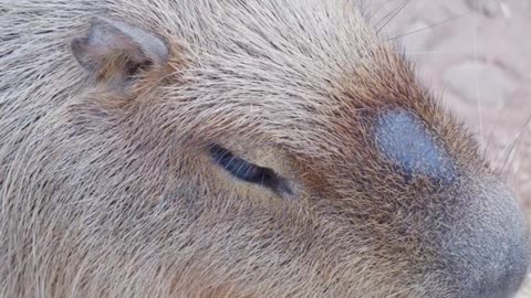 Capybara # Capybara Stunned series