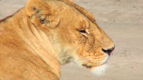 A female lioness turns to profile