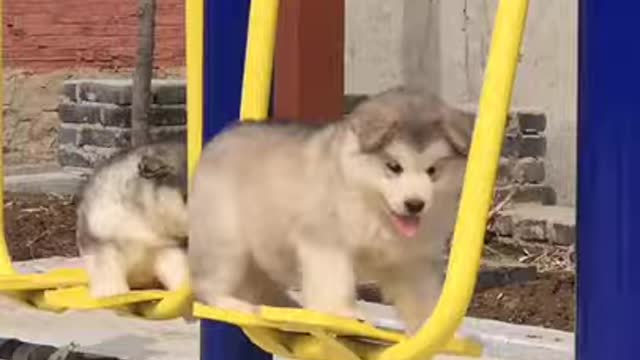 Cute Adorable Dog Swing fall