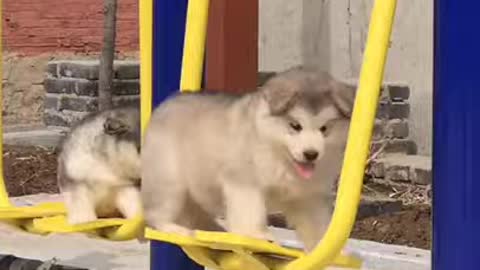 Cute Adorable Dog Swing fall