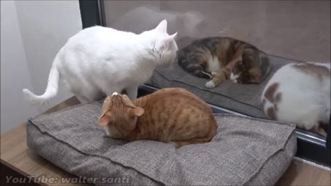 Cat Tries To Get On The Bed Without Waking Other Cat Up