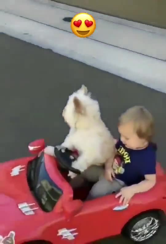 Adorable dog professional driver.mp4