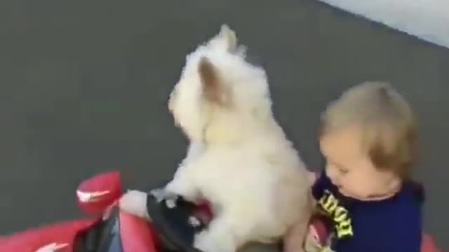 Adorable dog professional driver.mp4