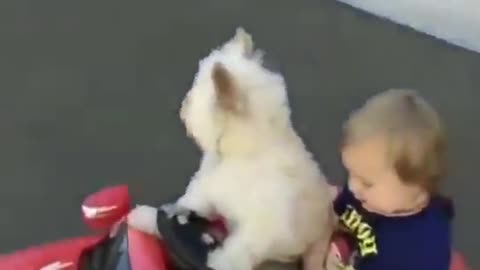 Adorable dog professional driver.mp4