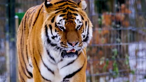 Beautiful tiger walking video