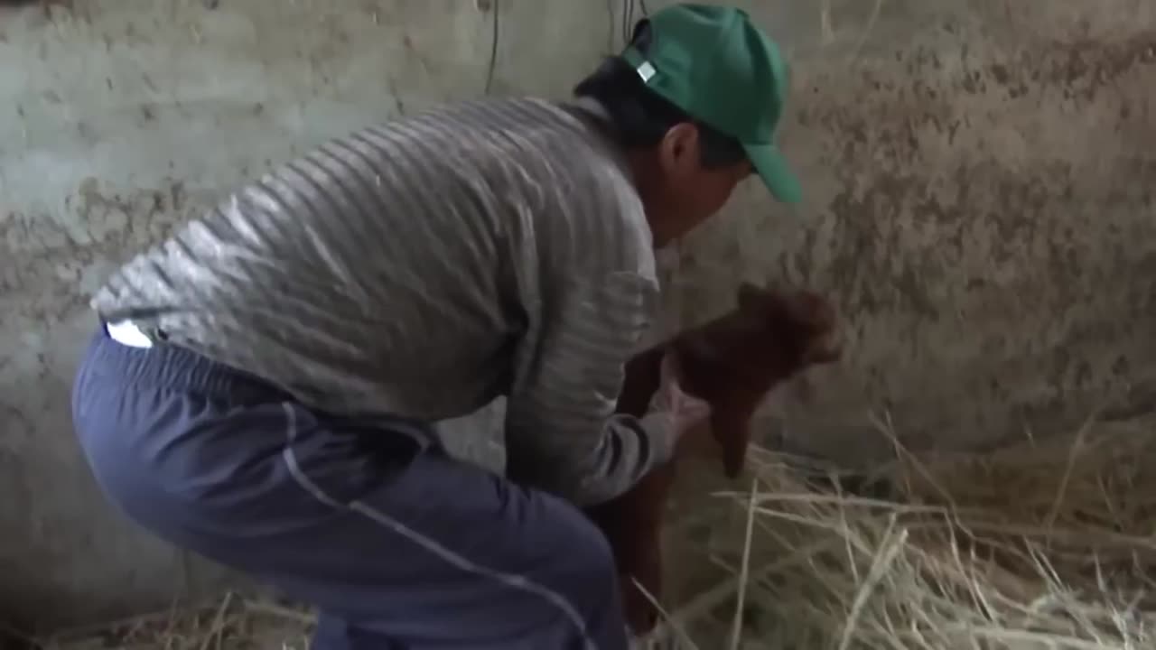 The Power of Hope: Touching Reconnections Between Animals and Their Owners