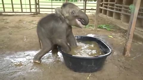 Baby Elephant Chaba First Time In The BathTub