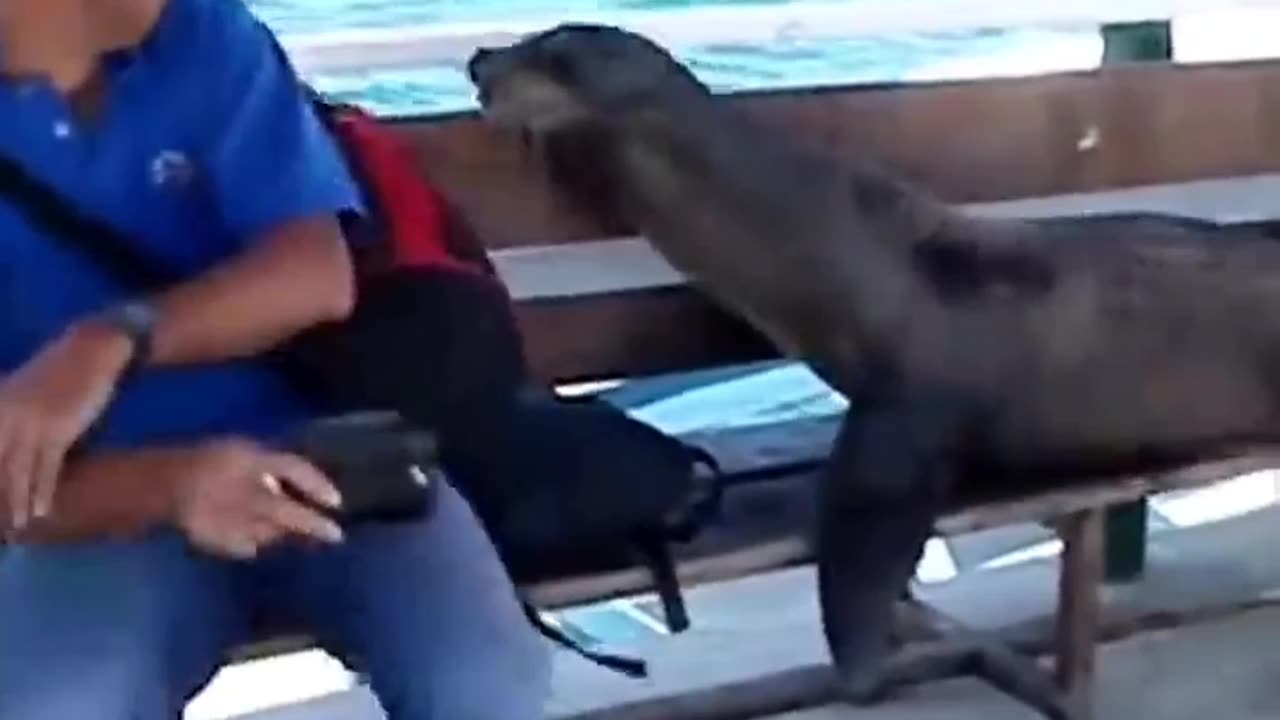 Encounter sea lion 🦁