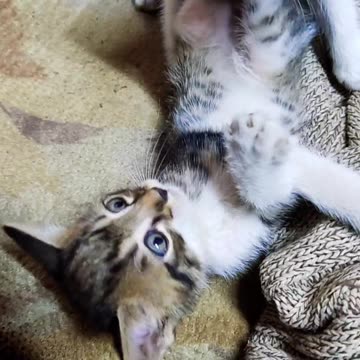 Epic Kitten Battle Goes Unnoticed by Sleepy Sibling! 😹💤
