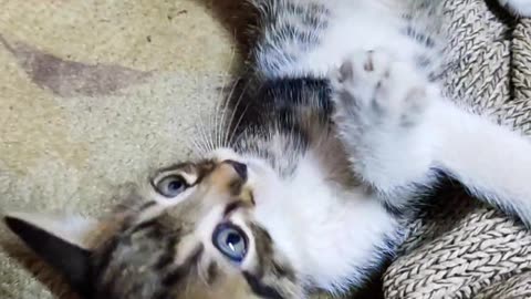 Epic Kitten Battle Goes Unnoticed by Sleepy Sibling! 😹💤