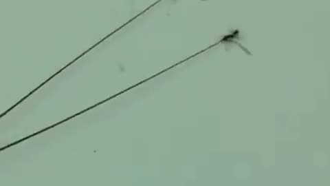 This Ant Colony Eating Good Tonight
