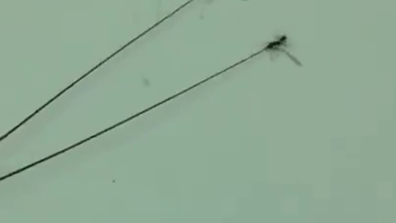 This Ant Colony Eating Good Tonight