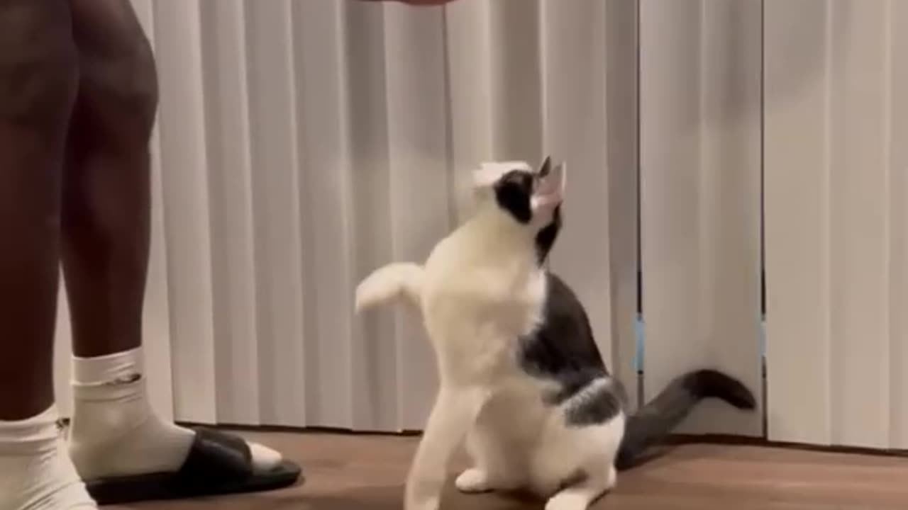 Intelligent Cat Knows All Tricks