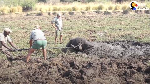 Elephant Stuck In The Mud Gets Rescued