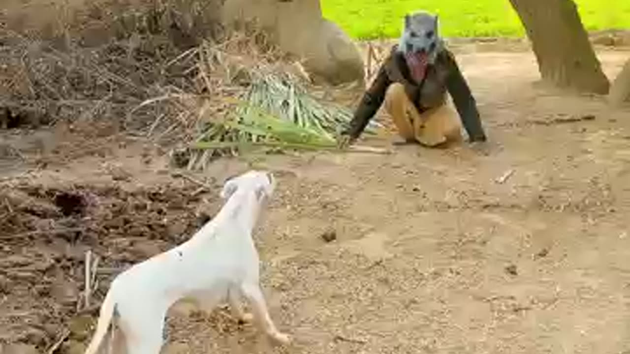 Animal prank dog #animal#funny😁😁😁😁😁