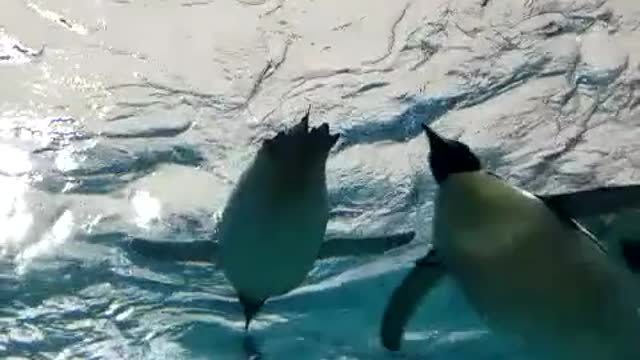 Aquariums.
