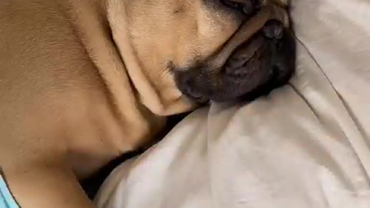 Funny animal videos|Cute animal videos |Funny dog&cat videos|Hilarious pet videos|funny video