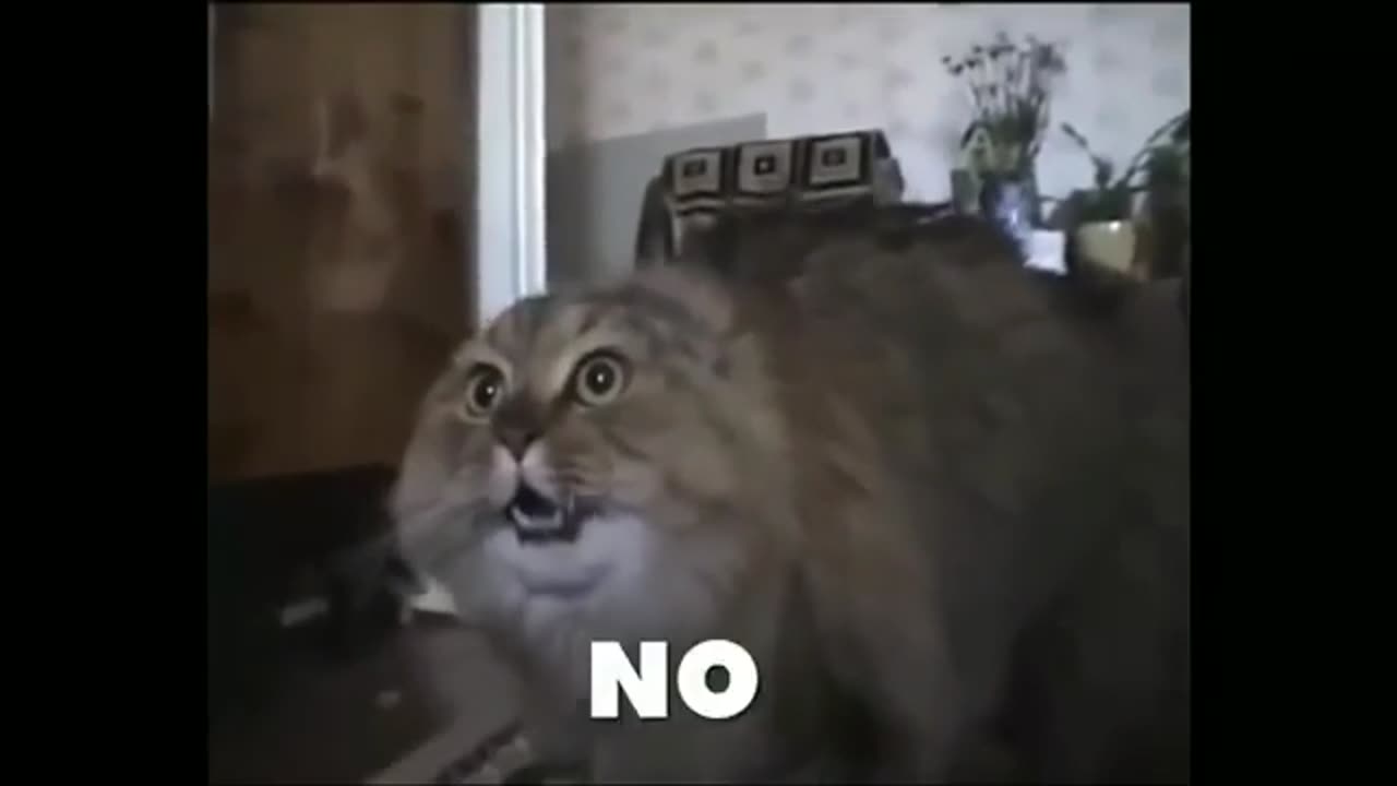 Cat say No No No No