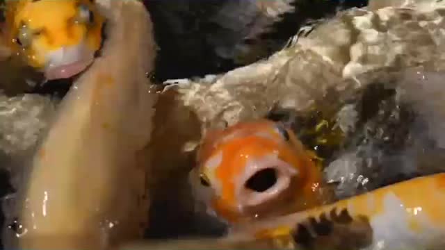 Fish 🎏 video | Cartoon animals 😇 | #animals | #shorts