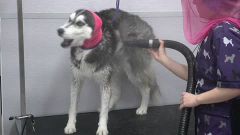 Lunatic Husky swears at me her whole groom