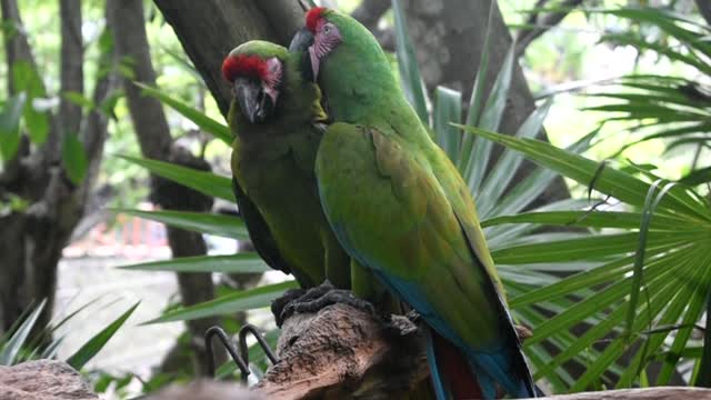 Two cool parrots