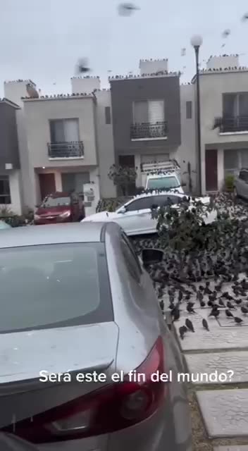 Very strange event is happening in Mexico where thousands of birds are gathering in the streets