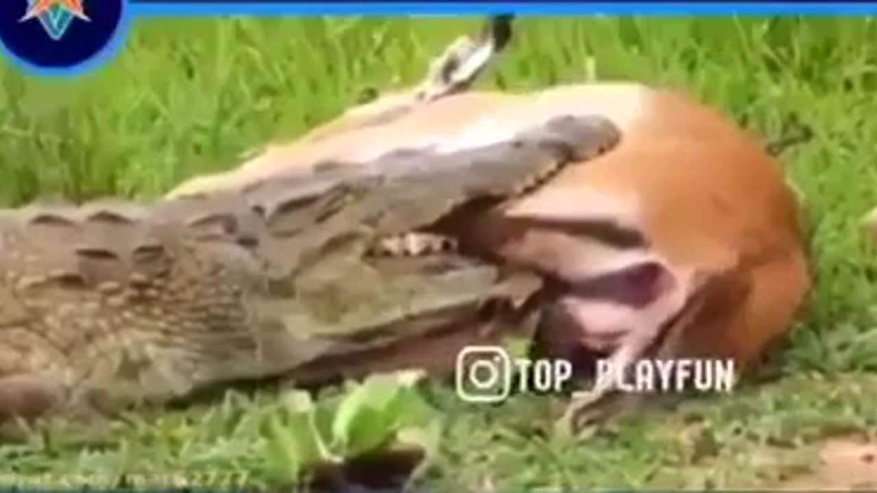 kind crocodile 😮😮😮