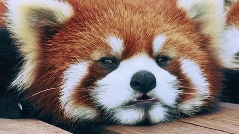 OMG! Red Panda Cuteness Overload!