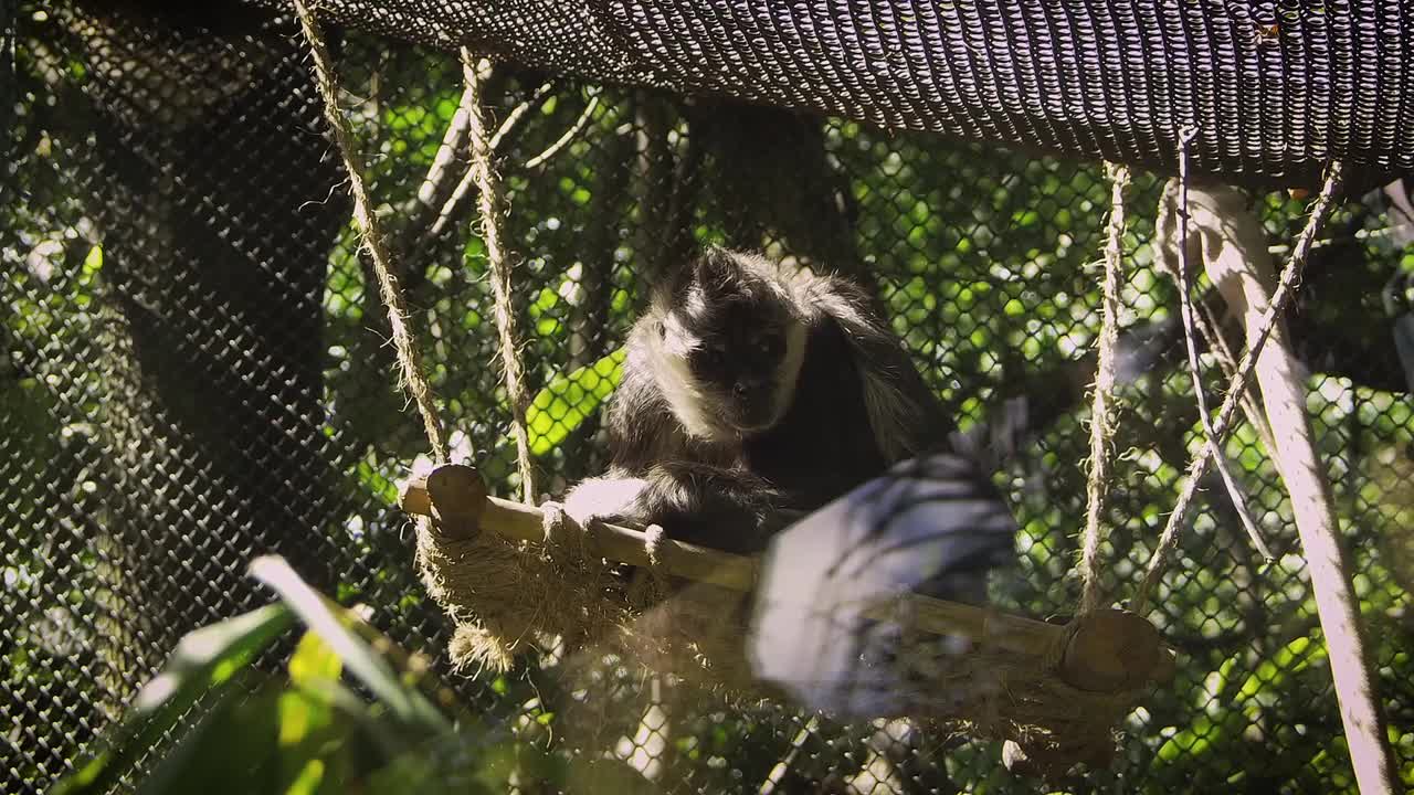 Primate Monkey Mammal Footage Zoo Animal 🌴🌴🌴