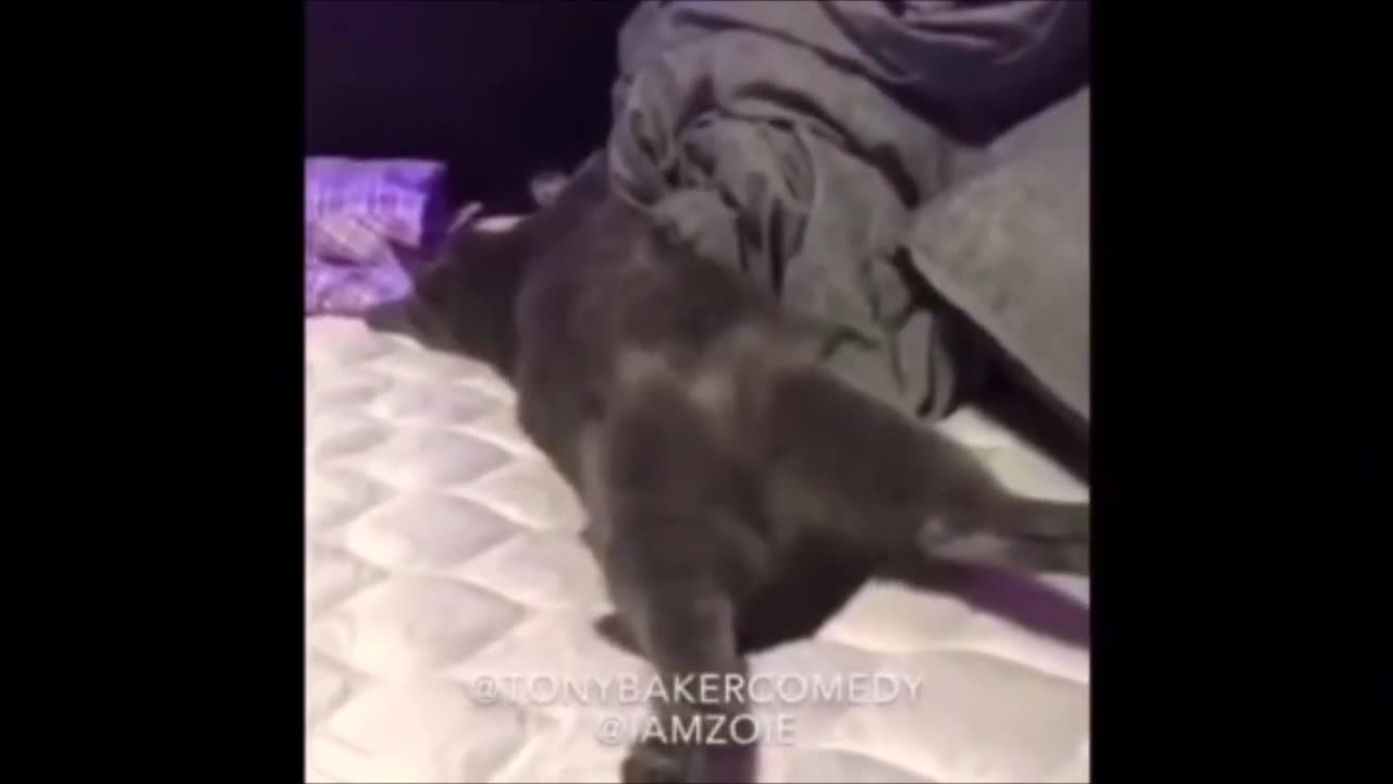 Tony Baker Voice Over Cats