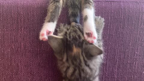 Kitten Ruins Siblings Slumber